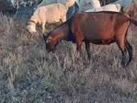 Արու այծ, Italian Alpine goat — լուսանկար 5