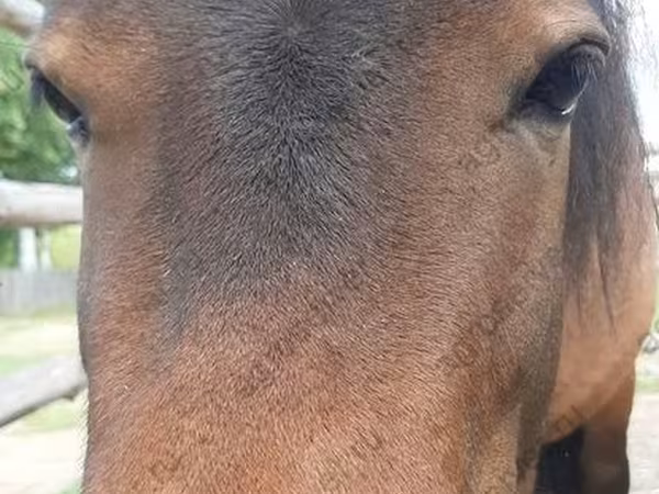 Էգ ձի, American shetland pony