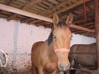 Cavalo, Manipuri pony — foto 5