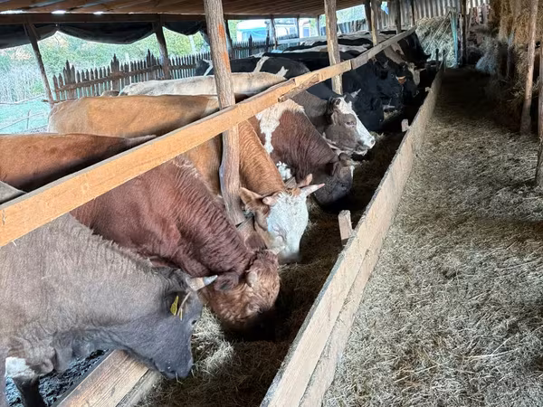 Toro, Ganado vacuno