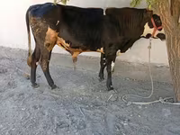 ثور, Russian Black pied cattle — الصورة 2