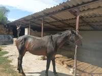 Ձի, Karachay horse — լուսանկար 3