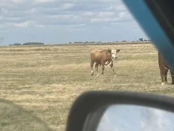 Bulle, Simmental cattle