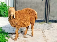 Խոյ, Hissar sheep — լուսանկար 1