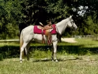 فرس, Quarter Horse — الصورة 1