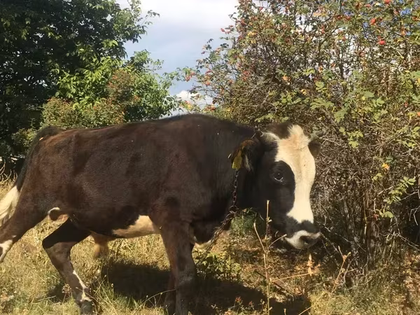 Bull, Hereford