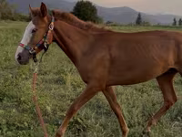 Ձի, Tiger horse — լուսանկար 2