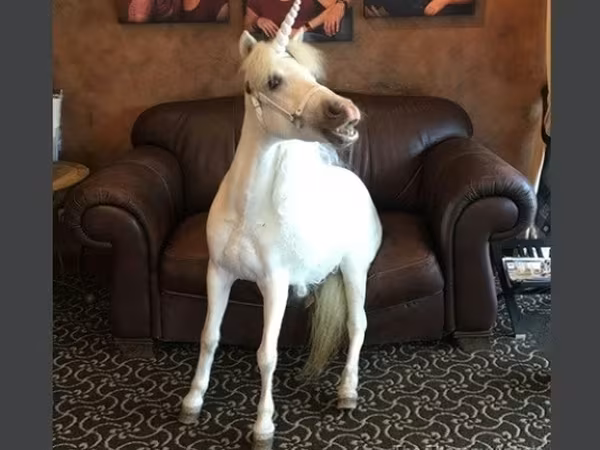 Էգ ձի, Miniature horse