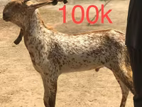 Cabras (lote, sexo não especificado), Najdi goat — foto 2