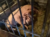 Sow, Pigs — photo 4