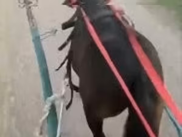 公马, Horses