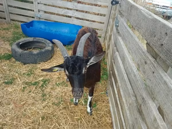 Ziegen (Partie, Geschlecht nicht angegeben), Poitou goats