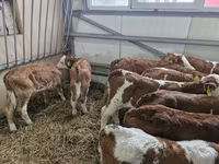 牛只（批次，未指定性别）, Simmental cattle — 照片 3