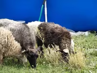 Ոչխար, Romanov sheep — լուսանկար 4