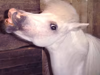 Էգ ձի, Miniature horse — լուսանկար 7