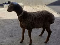 मेढ़ा, Arashan sheep — फ़ोटो 2