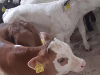 أبقار (دفعة، الجنس غير محدد), Simmental cattle — الصورة 2