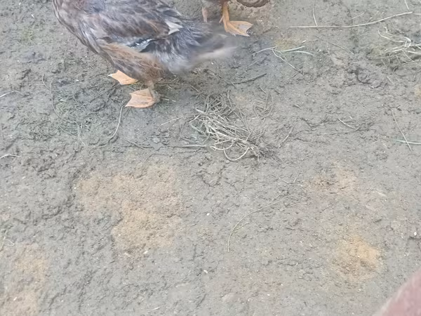 Ducks