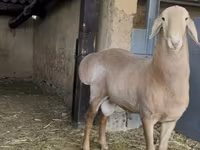 मेढ़ा, Arashan sheep — फ़ोटो 6