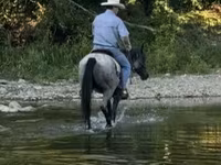 Айғыр, Quarter Horse — 4-сурет