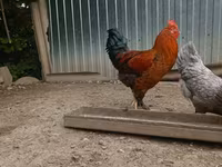 Chickens — الصورة 1