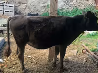Bull, Cattle — photo 4