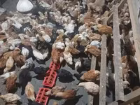 Chickens — լուսանկար 3