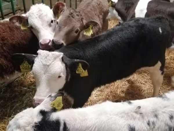 सांड, लिमोज़िन गाय