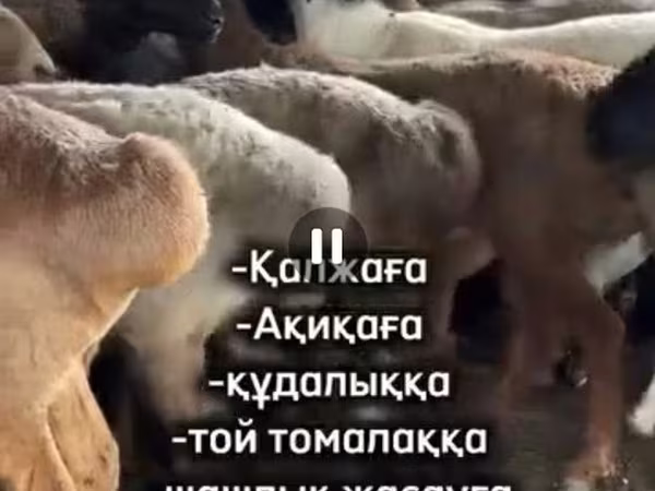 Қошқар, Қойлар