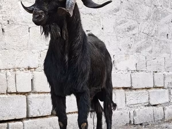 Ziegenbock, Anatolian Black goats