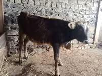 Ցուլ, Խոշոր եղջերավոր — լուսանկար 2