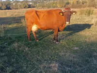 Kuh, Simmental cattle — Foto 4