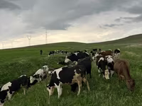Կով, Simmental cattle — լուսանկար 2
