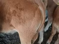 Bull, Limousin cow — photo 3
