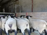 نعجة, White Suffolk sheep — الصورة 2