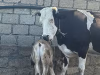 Сиыр, Simmental cattle — 1-сурет