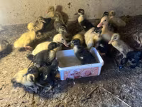 Ducks — Foto 4