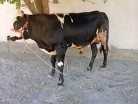 ثور, Russian Black pied cattle — الصورة 1