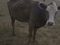 母牛, Red Polled Cow — 照片 7