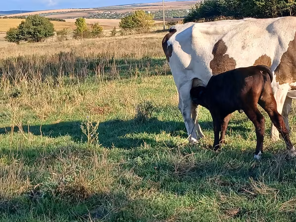 Kuh, Simmental cattle