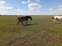 Stute, Kinsky horse — Foto 2