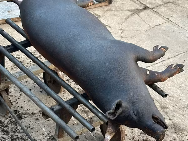 Eber, Schweine