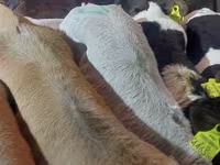 Ցուլ, Simmental cattle — լուսանկար 4