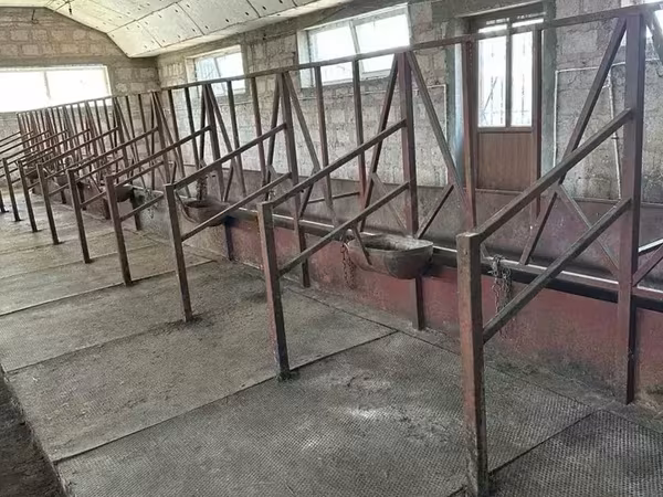 Կովերի ռեզինե գորգ