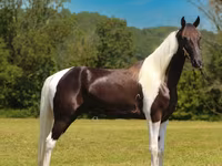 公马, Tennessee Walking Horse — 照片 3