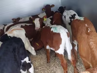 Ցուլ, Simmental cattle — լուսանկար 2