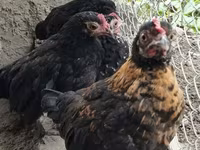 Gallina checa dorada veteada — foto 2