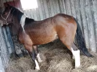 Айғыр, Altai horse — 3-сурет