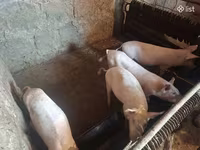 Sow, Pigs — photo 1