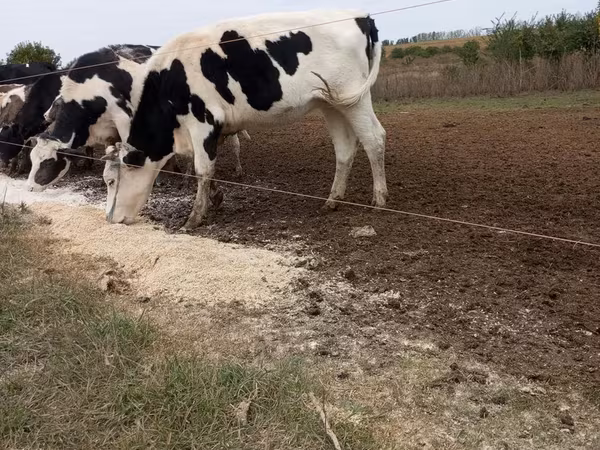 Бык, Чёрно-пёстрая корова